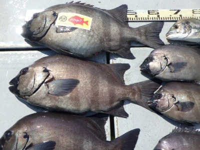 磯部釣船　直栄丸の2025年6月17日(火)2枚目の写真