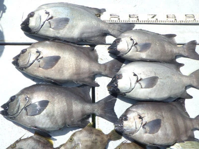 磯部釣船　直栄丸の2025年6月18日(水)2枚目の写真