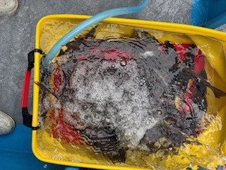 恵漁丸の2025年6月25日(水)1枚目の写真