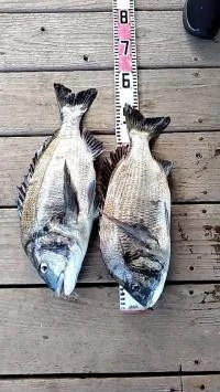 ヒダカ水産の2025年6月19日(木)2枚目の写真