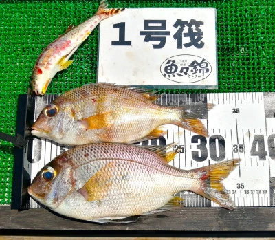 三重外湾漁協 錦事業所直営 釣り筏の2025年6月18日(水)1枚目の写真