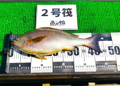 三重外湾漁協 錦事業所直営 釣り筏の2025年6月18日(水)2枚目の写真