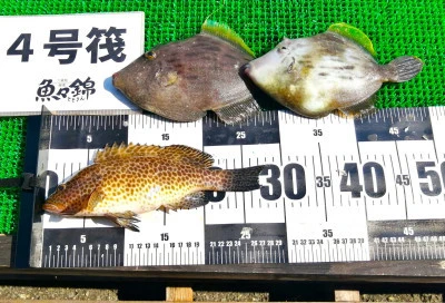 三重外湾漁協 錦事業所直営 釣り筏の2025年6月18日(水)3枚目の写真