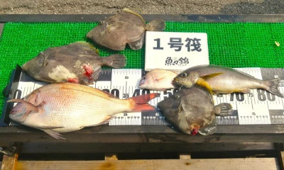 三重外湾漁協 錦事業所直営 釣り筏の2025年6月19日(木)1枚目の写真