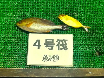 三重外湾漁協 錦事業所直営 釣り筏の2025年6月19日(木)2枚目の写真