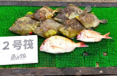 三重外湾漁協 錦事業所直営 釣り筏の2025年6月21日(土)1枚目の写真