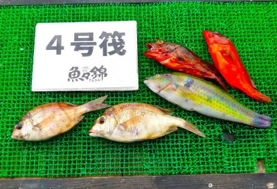 三重外湾漁協 錦事業所直営 釣り筏の2025年6月21日(土)3枚目の写真