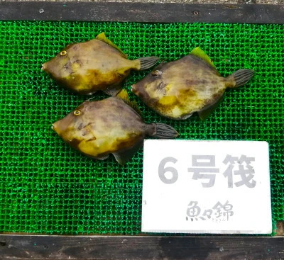 三重外湾漁協 錦事業所直営 釣り筏の2025年6月21日(土)4枚目の写真