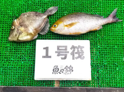 三重外湾漁協 錦事業所直営 釣り筏の2025年6月22日(日)1枚目の写真