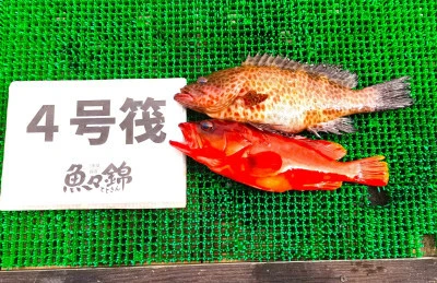 三重外湾漁協 錦事業所直営 釣り筏の2025年6月22日(日)2枚目の写真