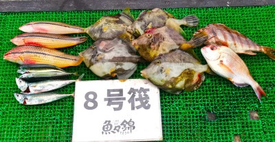 三重外湾漁協 錦事業所直営 釣り筏の2025年6月22日(日)3枚目の写真