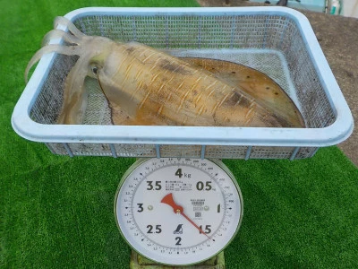釣り船 久勝丸の2025年6月15日(日)5枚目の写真