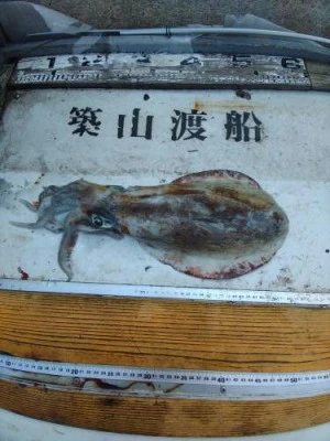 築山渡船の2025年6月28日(土)2枚目の写真