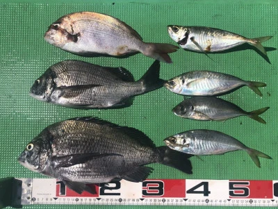 宝徳丸の2025年6月28日(土)3枚目の写真