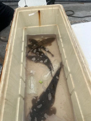 釣り船 大翔丸の2025年7月3日(木)2枚目の写真