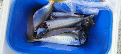 釣り船くわだの2025年6月30日(月)4枚目の写真