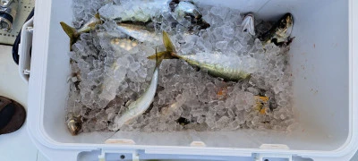 釣り船くわだの2025年6月30日(月)5枚目の写真