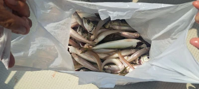 釣り船くわだの2025年7月3日(木)5枚目の写真