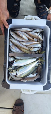 釣り船くわだの2025年7月5日(土)4枚目の写真
