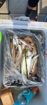 釣り船くわだの2025年7月6日(日)3枚目の写真
