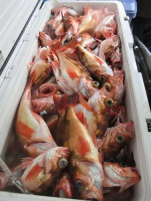 鈴木釣具店の2025年6月25日(水)1枚目の写真