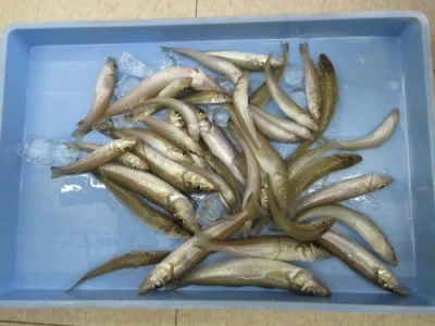 鈴木釣具店の2025年7月2日(水)1枚目の写真
