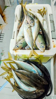 光海丸の2025年6月25日(水)2枚目の写真