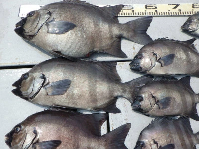 磯部釣船　直栄丸の2025年7月9日(水)2枚目の写真