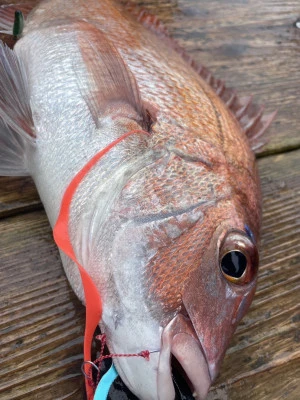 大翔丸の2025年6月24日(火)1枚目の写真