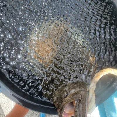 海晴丸の2025年6月25日(水)3枚目の写真