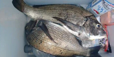 瀬渡し 浜栄丸の2025年7月11日(金)2枚目の写真