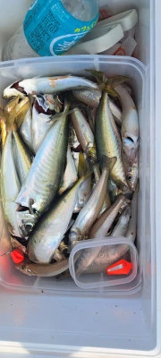 釣り船くわだの2025年7月8日(火)5枚目の写真