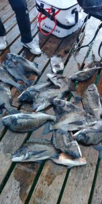 瀬渡し 浜栄丸の2025年7月12日(土)4枚目の写真