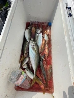 ヒダカ水産の2025年7月9日(水)1枚目の写真