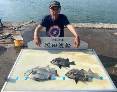 坂田渡船の2025年7月12日(土)2枚目の写真