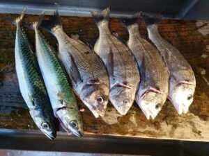 民宿とねの2025年6月19日(木)3枚目の写真