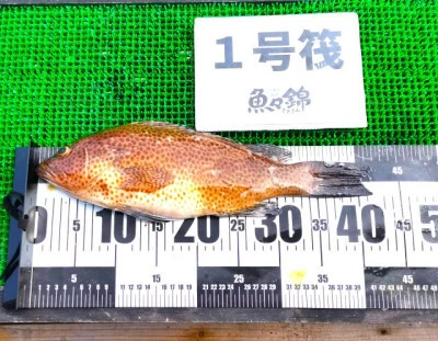 三重外湾漁協 錦事業所直営 釣り筏の2025年7月9日(水)1枚目の写真