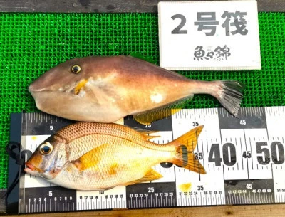 三重外湾漁協 錦事業所直営 釣り筏の2025年7月9日(水)2枚目の写真