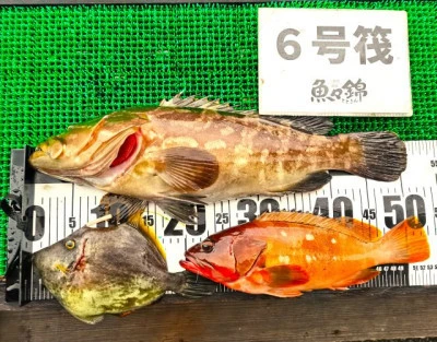 三重外湾漁協 錦事業所直営 釣り筏の2025年7月11日(金)1枚目の写真