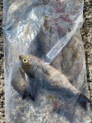 丸銀釣りセンターの2025年7月7日(月)4枚目の写真