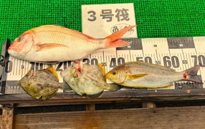 三重外湾漁協 錦事業所直営 釣り筏の2025年7月12日(土)1枚目の写真