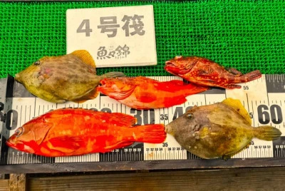 三重外湾漁協 錦事業所直営 釣り筏の2025年7月12日(土)2枚目の写真