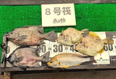 三重外湾漁協 錦事業所直営 釣り筏の2025年7月12日(土)3枚目の写真
