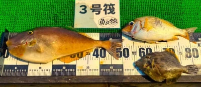 三重外湾漁協 錦事業所直営 釣り筏の2025年7月13日(日)1枚目の写真