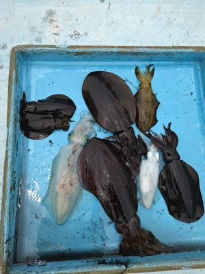 釣り船 久勝丸の2025年7月2日(水)3枚目の写真