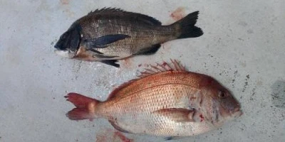 瀬渡し 浜栄丸の2025年7月16日(水)3枚目の写真