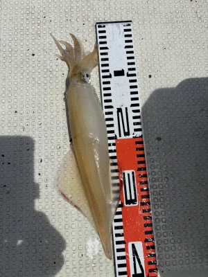 遊漁船響の2025年7月20日(日)4枚目の写真