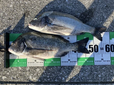 釣り筏 宇和海の2025年7月20日(日)1枚目の写真