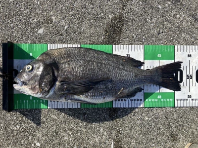 釣り筏 宇和海の2025年7月20日(日)2枚目の写真