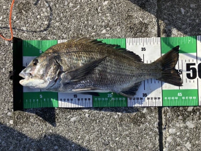 釣り筏 宇和海の2025年7月20日(日)3枚目の写真